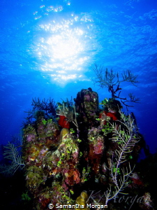 "Hello, Sunshine" -I love underwater landscape. Especiall... by Samantha Morgan 